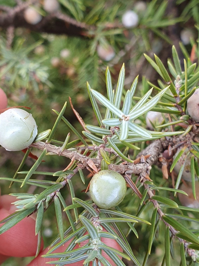 Juniperus oxycedrus var. badia photo 2
