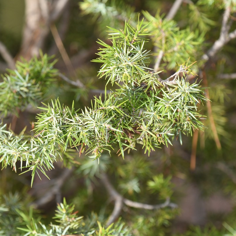 Juniperus oxycedrus var. badia photo 3