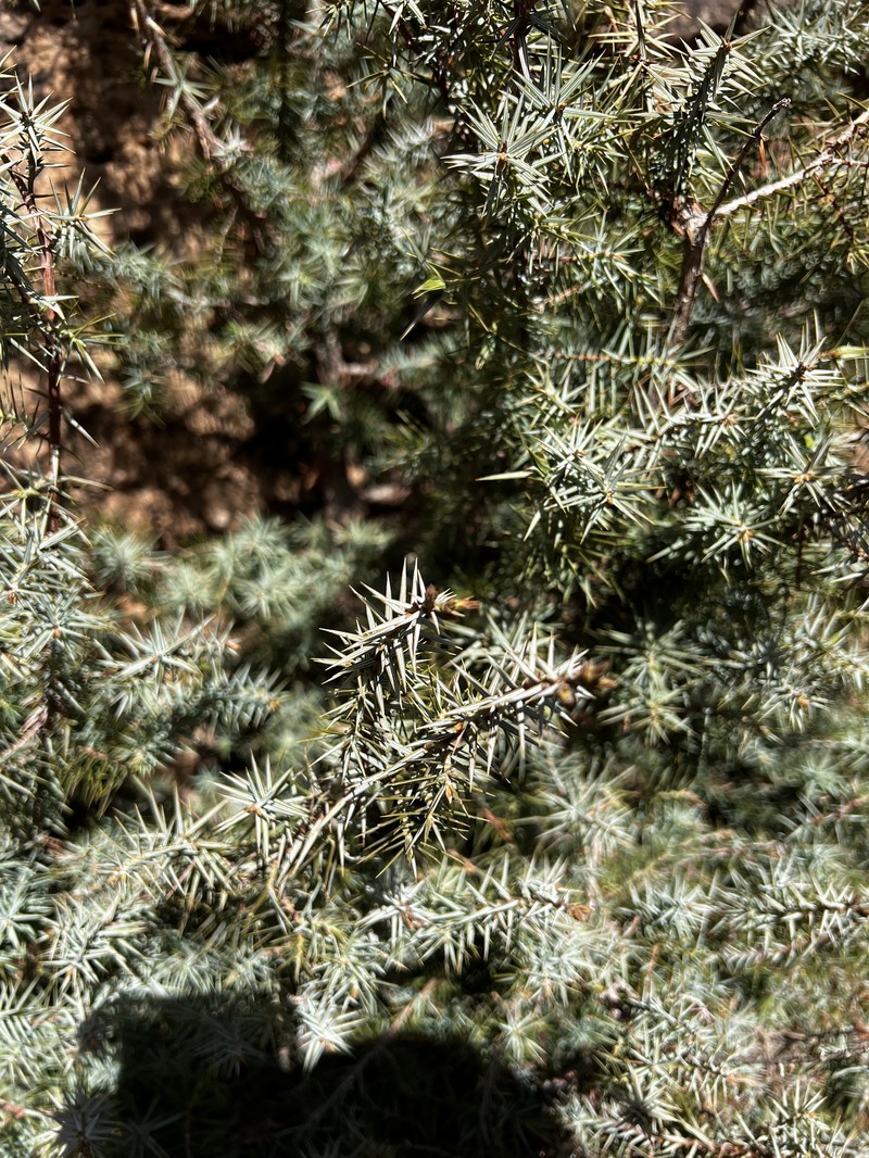 Juniperus oxycedrus var. badia photo 4