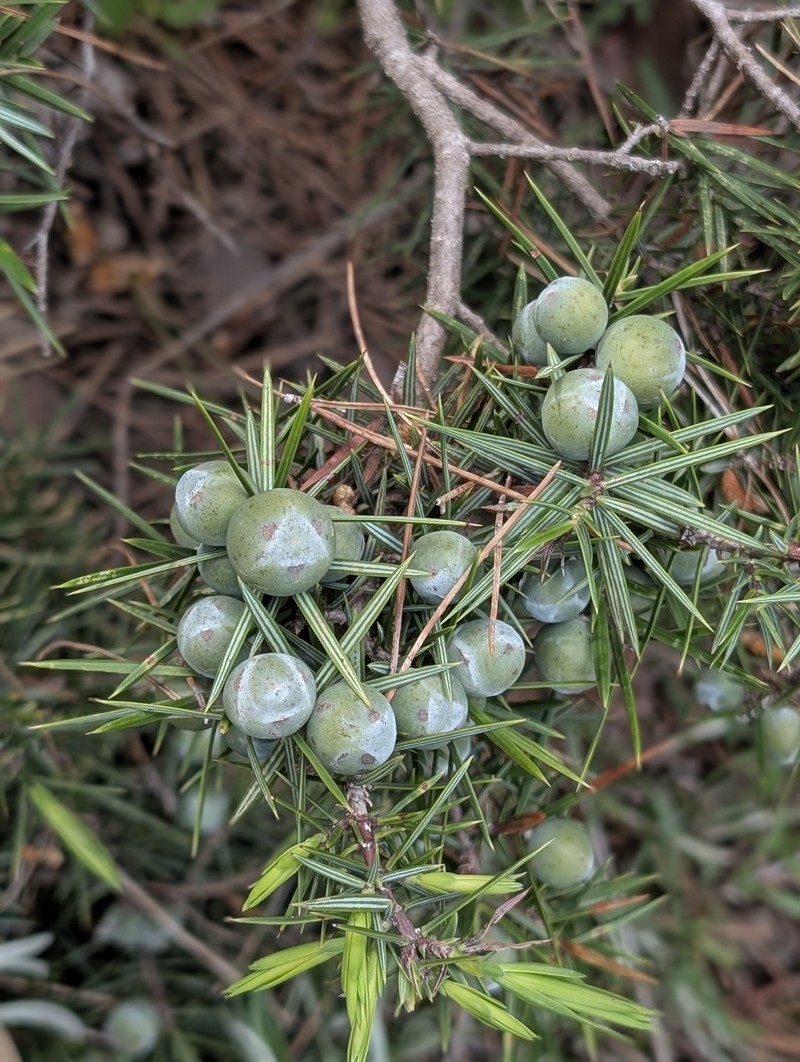 Juniperus oxycedrus var. badia photo 5