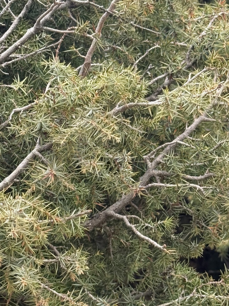 Juniperus oxycedrus var. badia photo 6