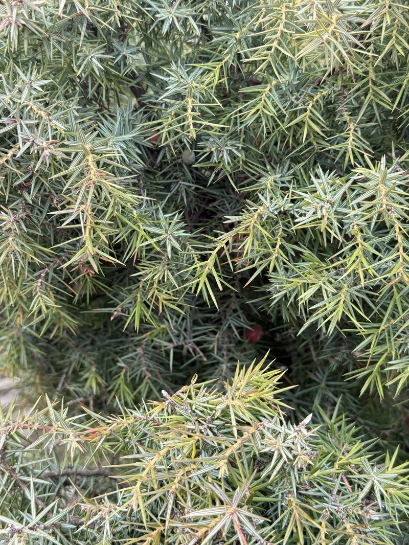 Juniperus oxycedrus var. badia photo 8