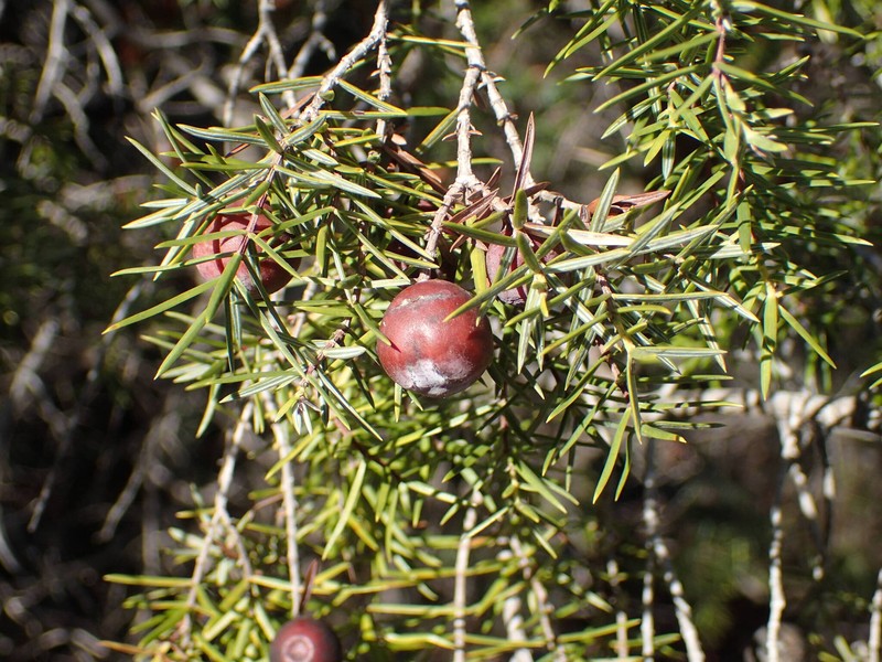 Juniperus oxycedrus var. oxycedrus