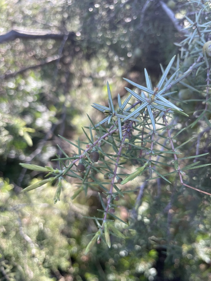 Juniperus oxycedrus var. oxycedrus photo 2