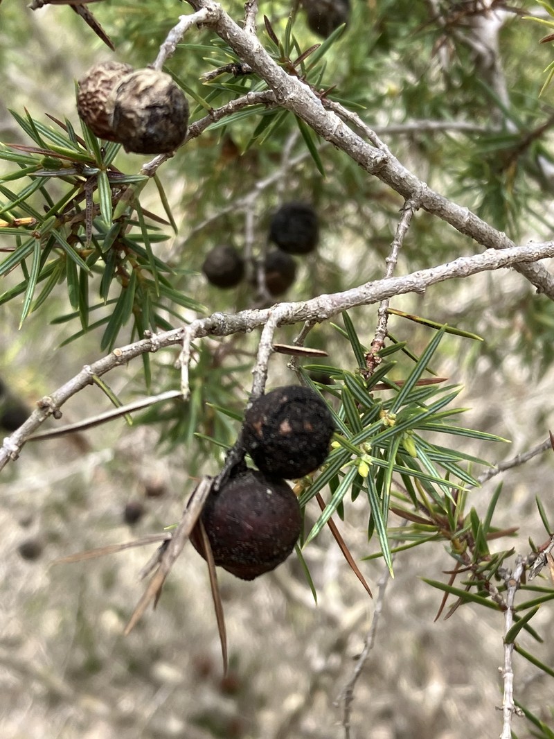 Juniperus oxycedrus var. oxycedrus photo 3