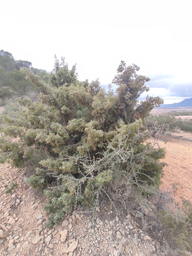 Juniperus oxycedrus var. oxycedrus photo 4