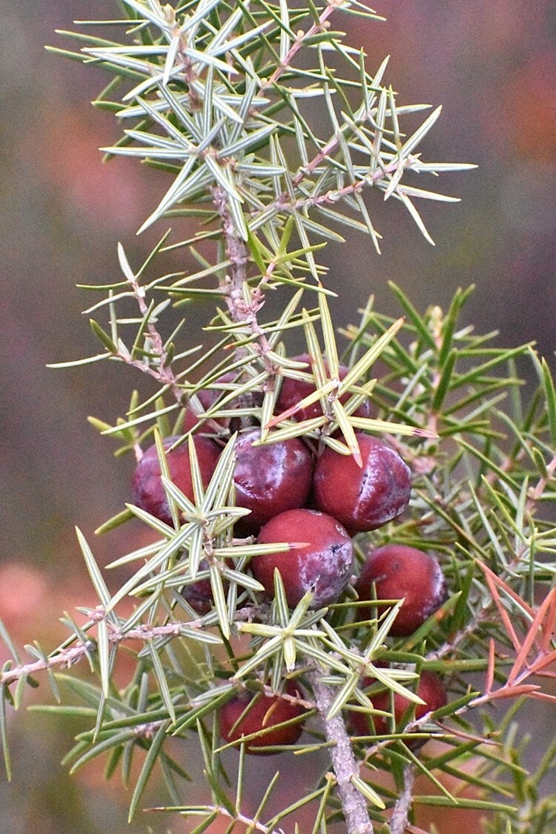 Juniperus oxycedrus var. oxycedrus photo 6