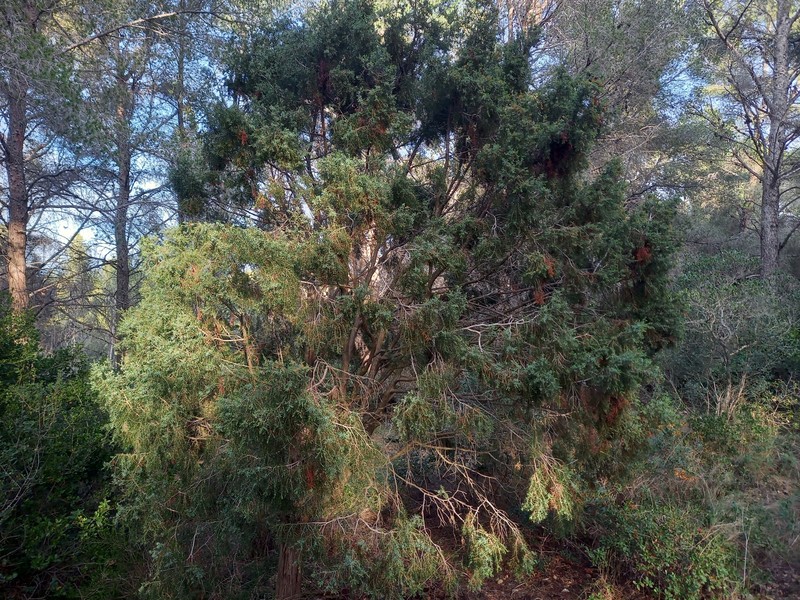Juniperus oxycedrus var. oxycedrus photo 7