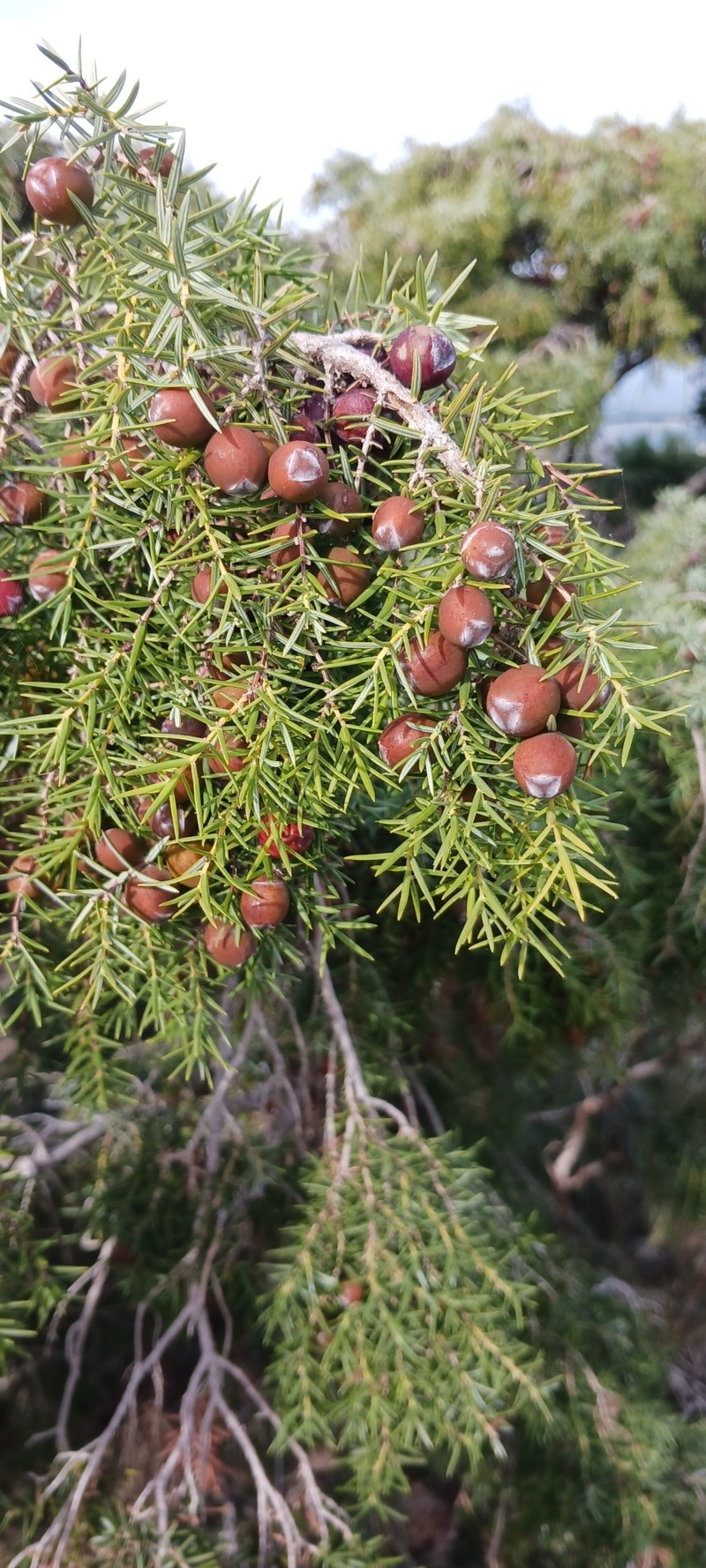 Juniperus oxycedrus var. oxycedrus photo 8