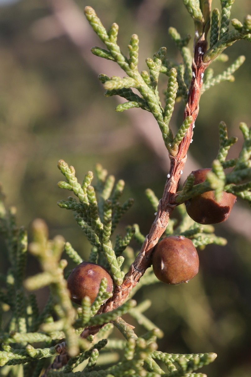 Phoenician Juniper photo 4