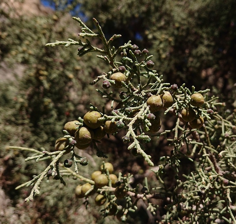 Phoenician Juniper photo 5