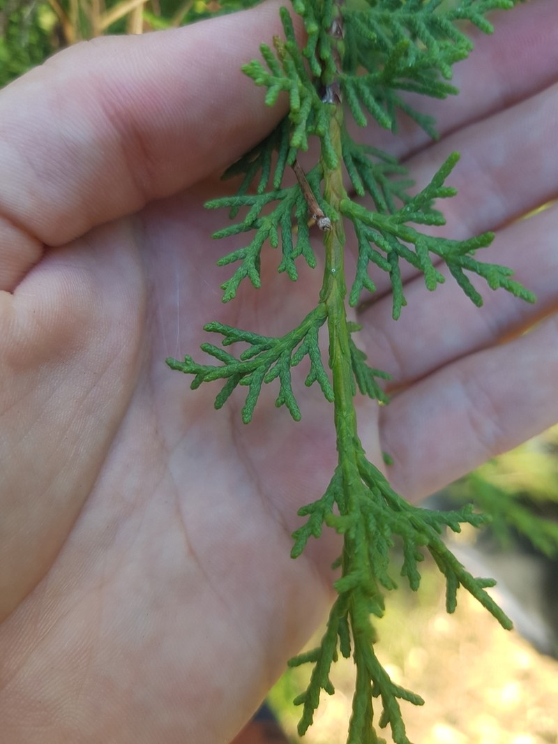 Phoenician Juniper photo 6