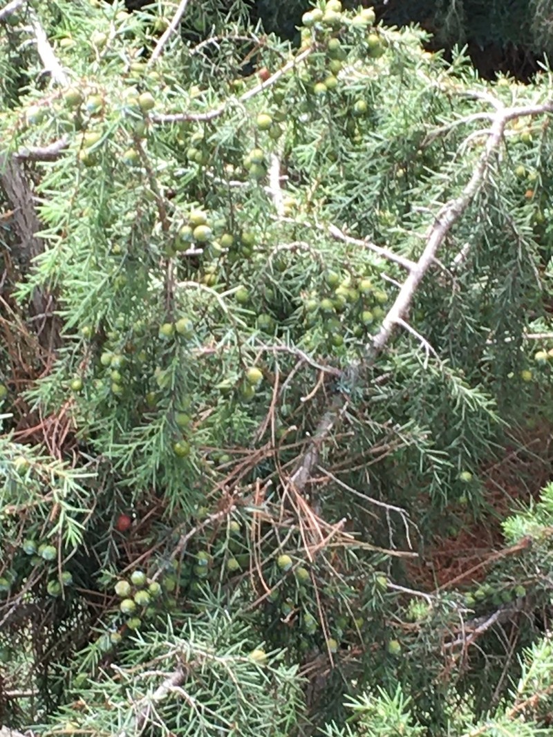 Phoenician Juniper photo 7