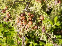 Phoenician Juniper