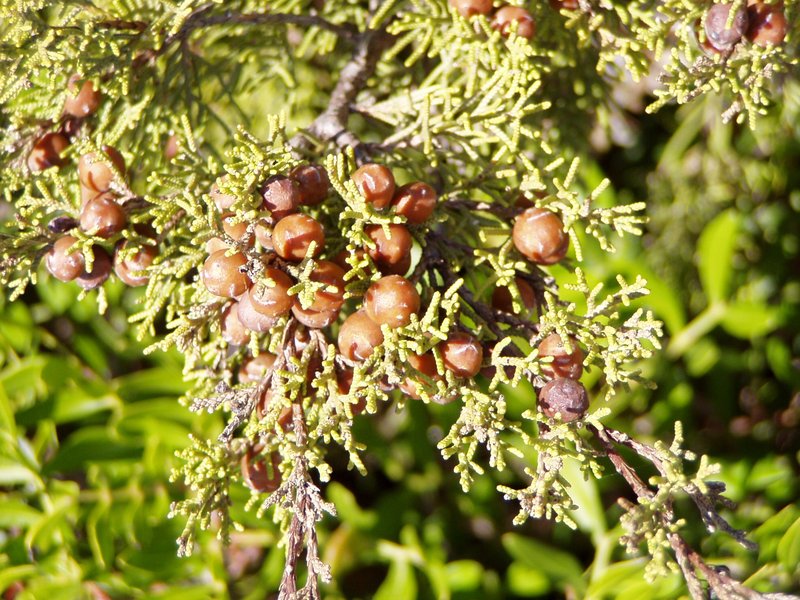Phoenician Juniper