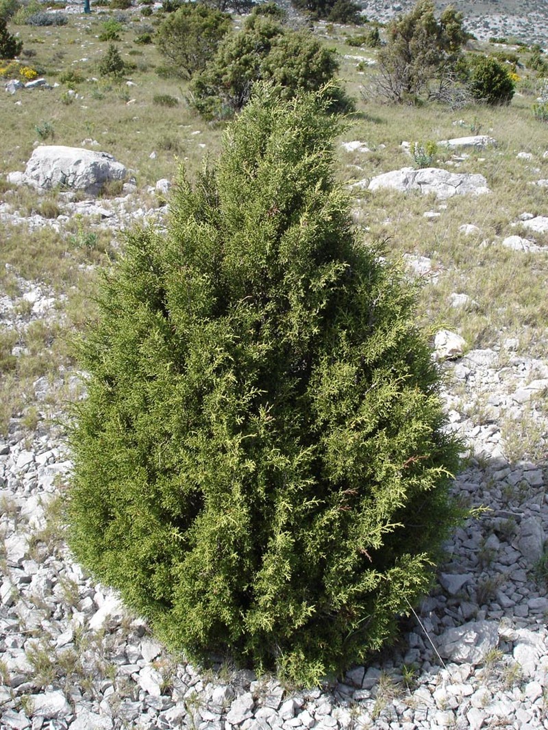 Phoenician Juniper photo 3