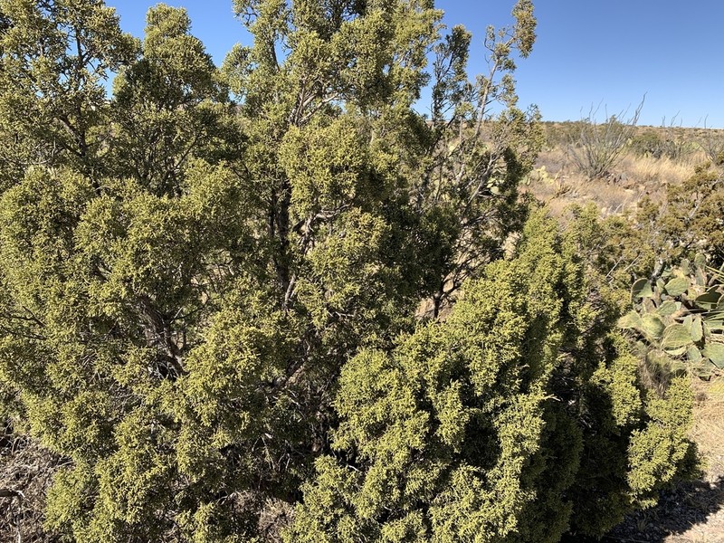 Pinchot's Juniper photo 2