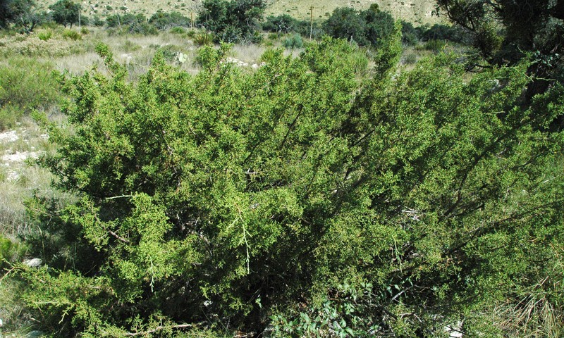 Pinchot's Juniper photo 3