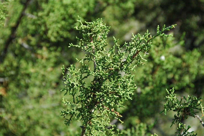 Pinchot's Juniper photo 4