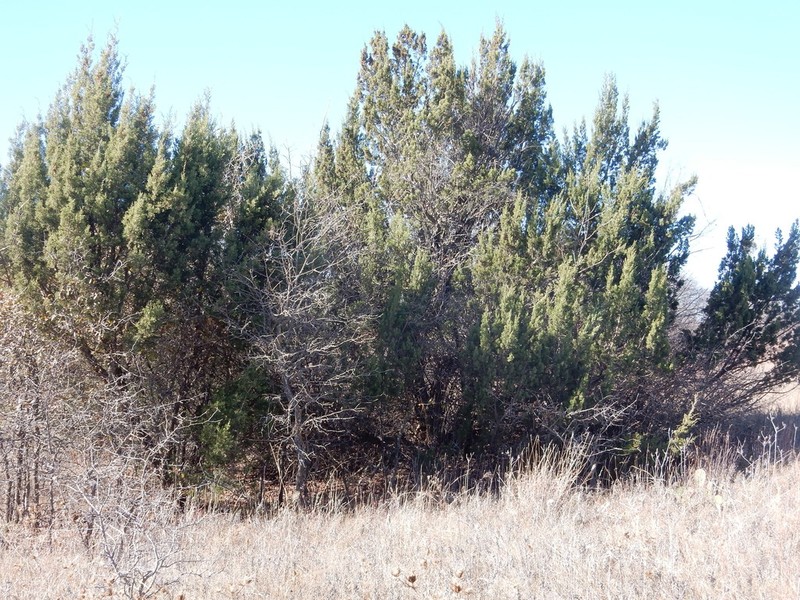 Pinchot's Juniper