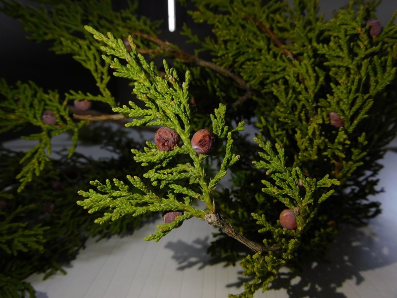 Pinchot's Juniper photo 2