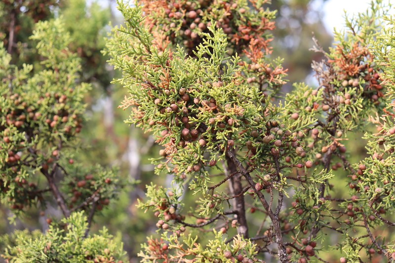 Pinchot's Juniper photo 3