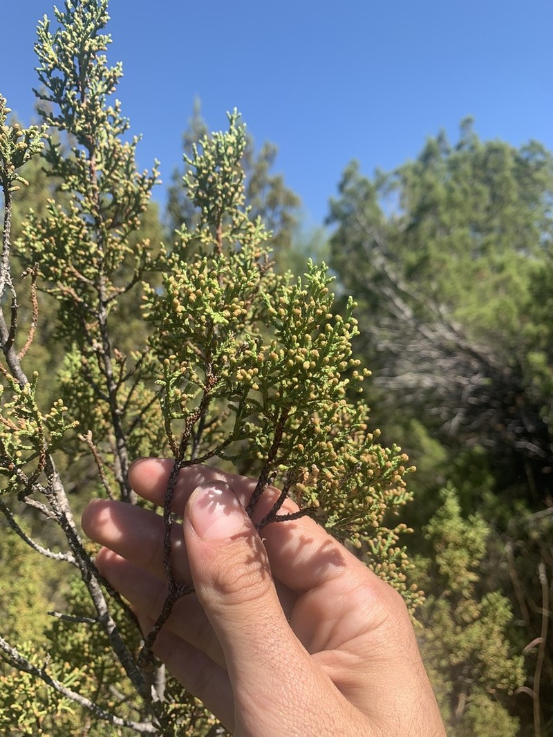 Pinchot's Juniper photo 4