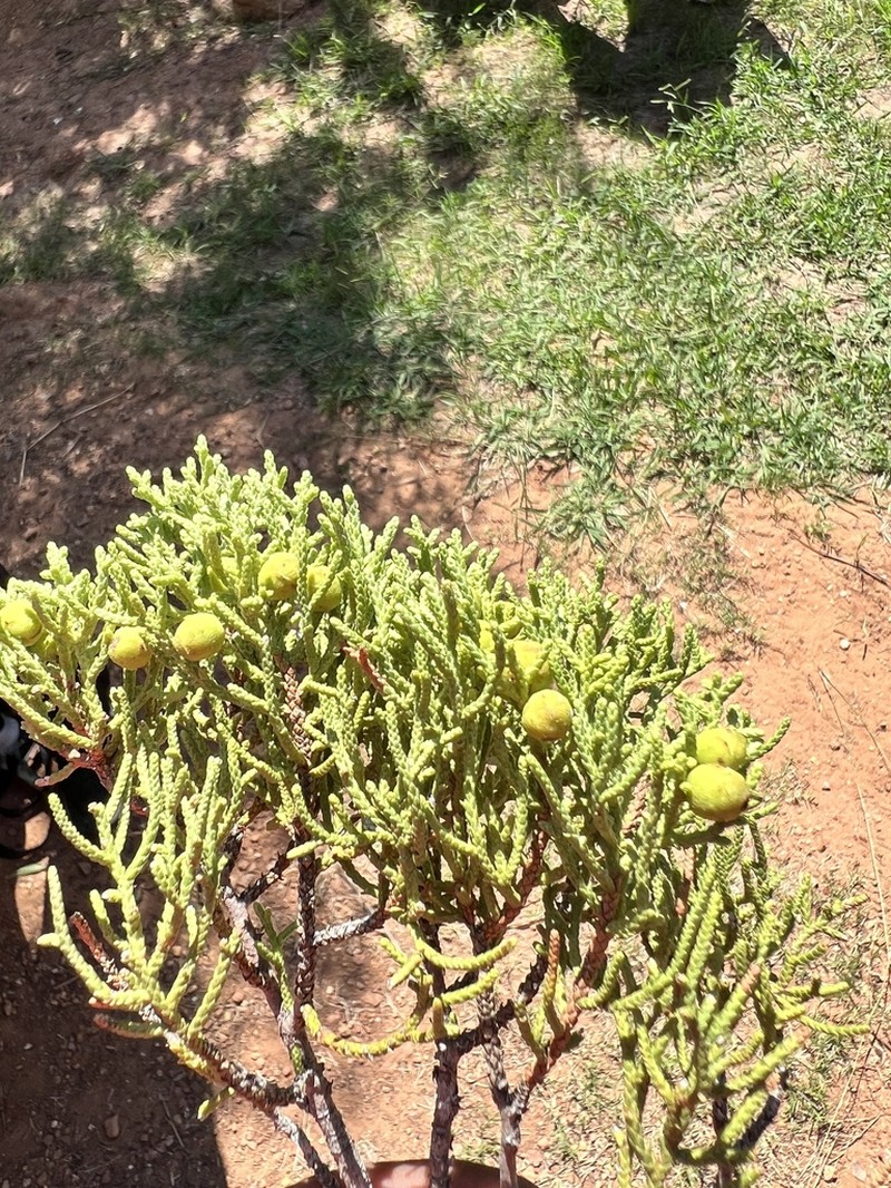 Pinchot's Juniper photo 5