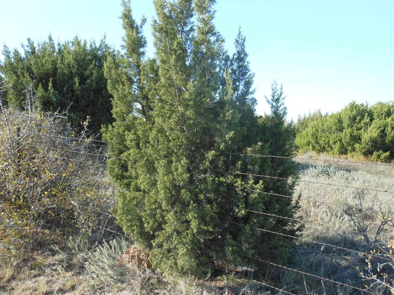 Pinchot's Juniper photo 6