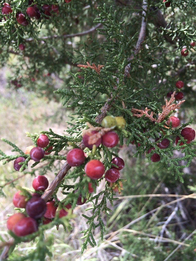 Pinchot's Juniper photo 7