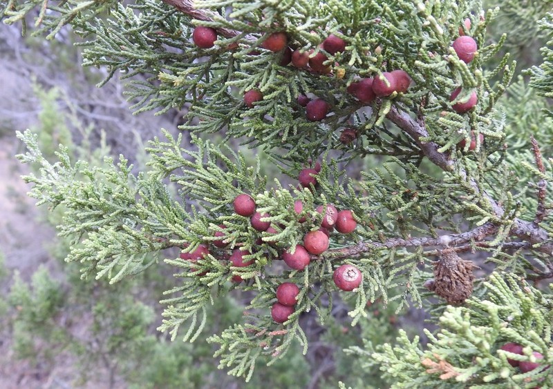 Pinchot's Juniper photo 8