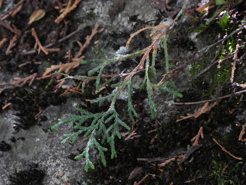 Juniperus pingii