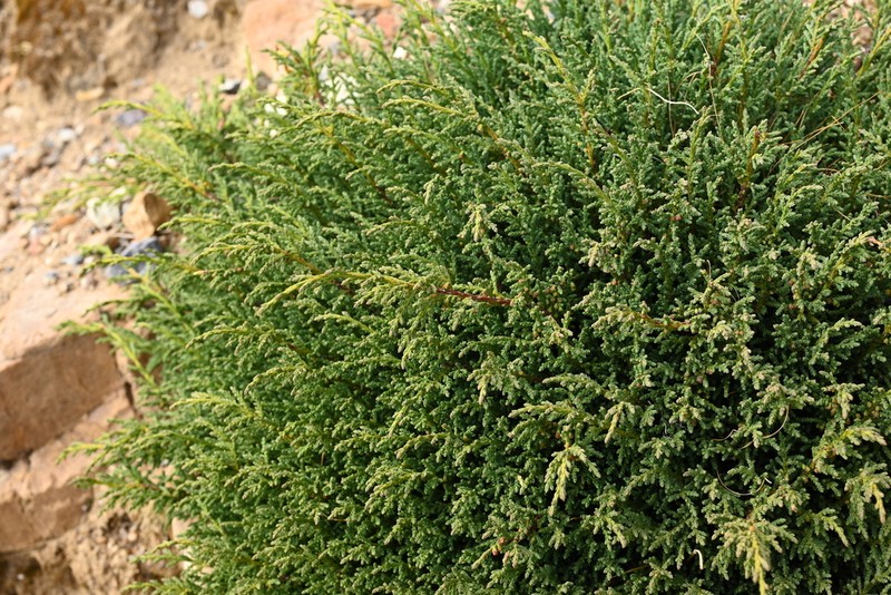 Juniperus pingii photo 2
