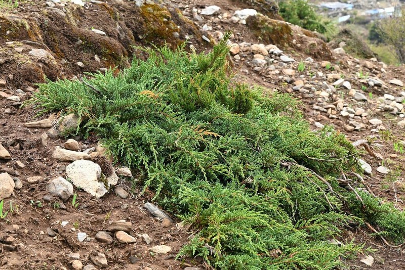 Juniperus pingii photo 3