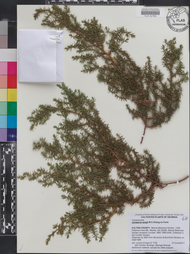 Juniperus pingii photo 4