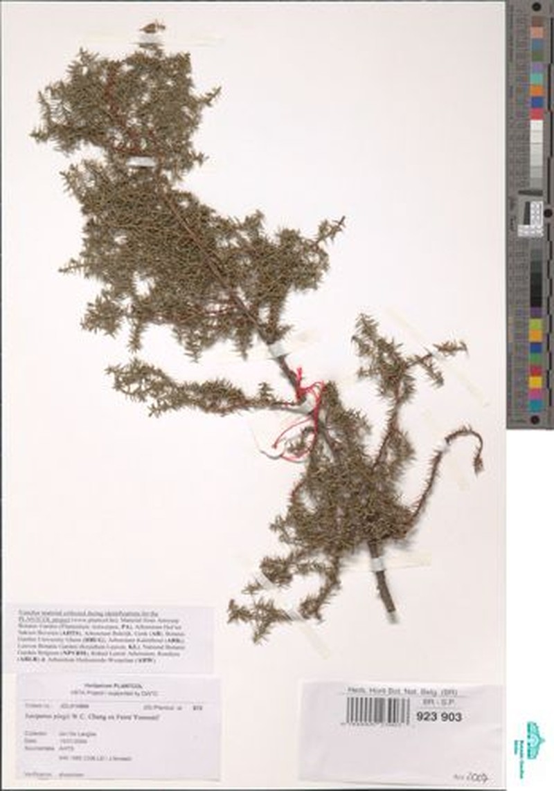 Juniperus pingii photo 6
