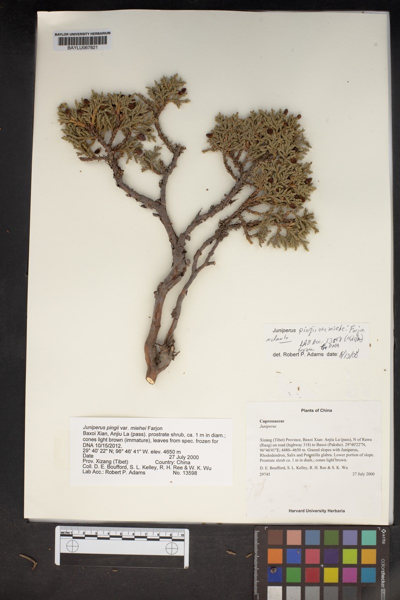 Juniperus pingii var. miehei