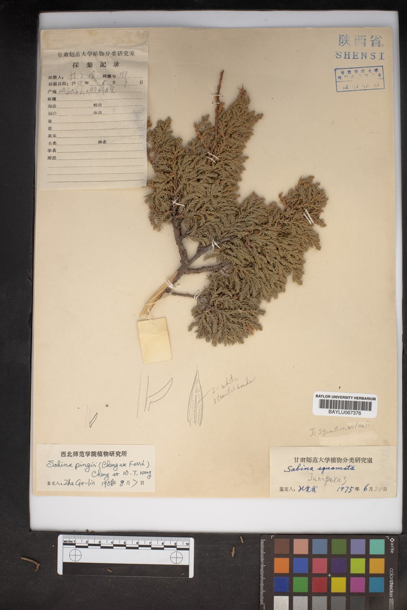 Juniperus pingii var. pingii