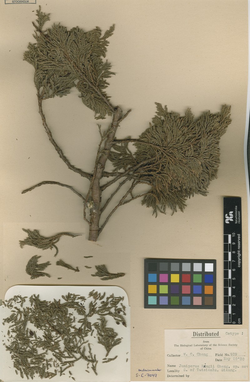 Juniperus pingii var. pingii photo 2