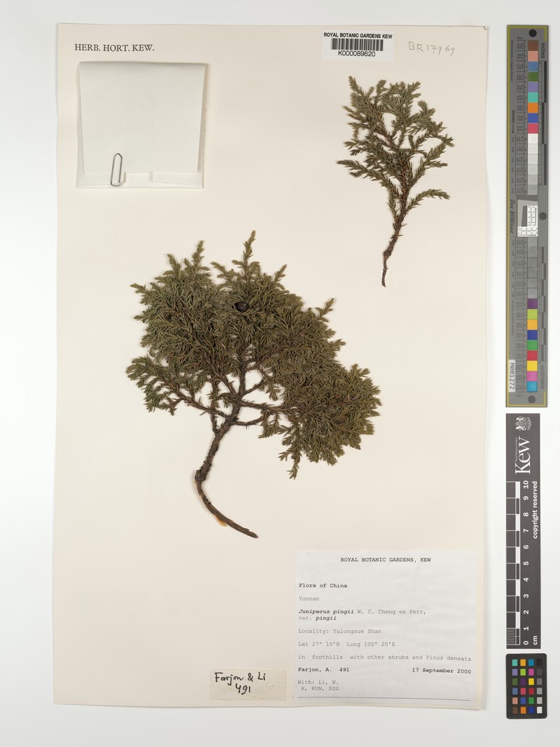 Juniperus pingii var. pingii photo 3