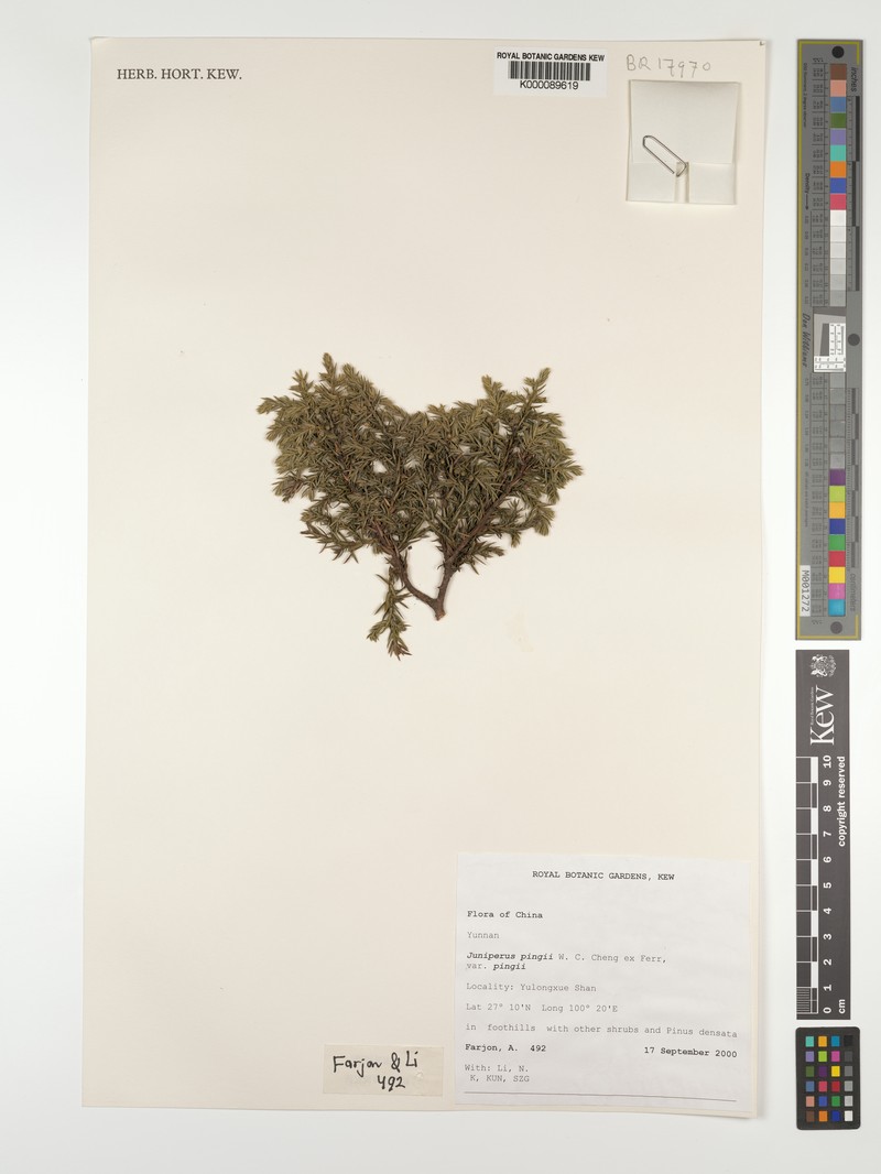 Juniperus pingii var. pingii photo 4
