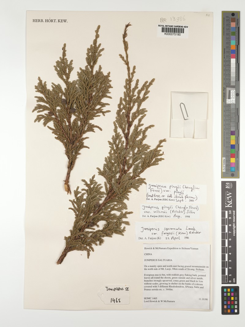 Juniperus pingii var. pingii photo 5