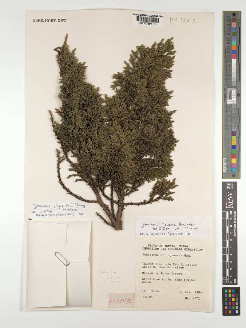 Juniperus pingii var. pingii photo 6