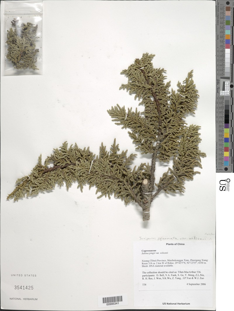 Juniperus pingii var. wilsonii