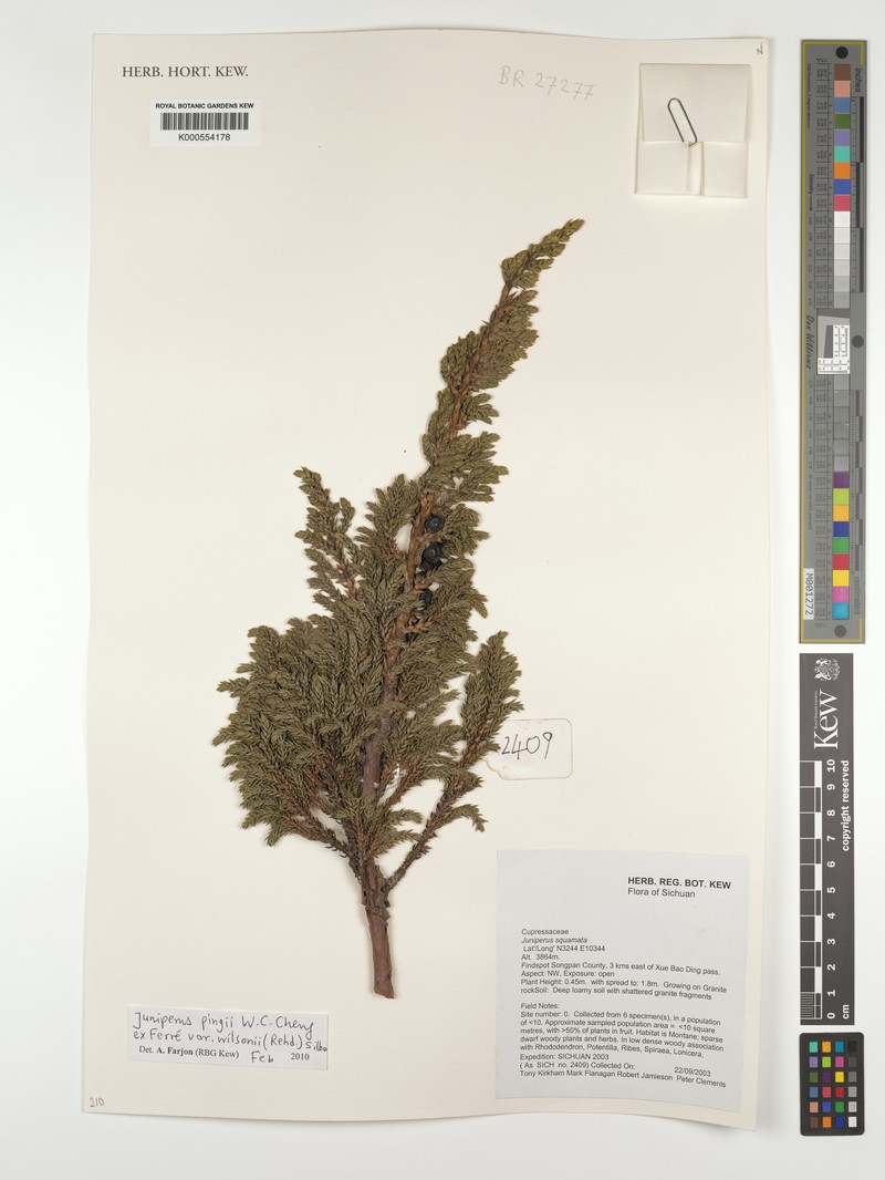 Juniperus pingii var. wilsonii photo 2
