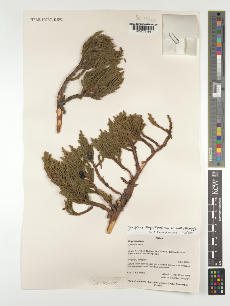 Juniperus pingii var. wilsonii photo 3