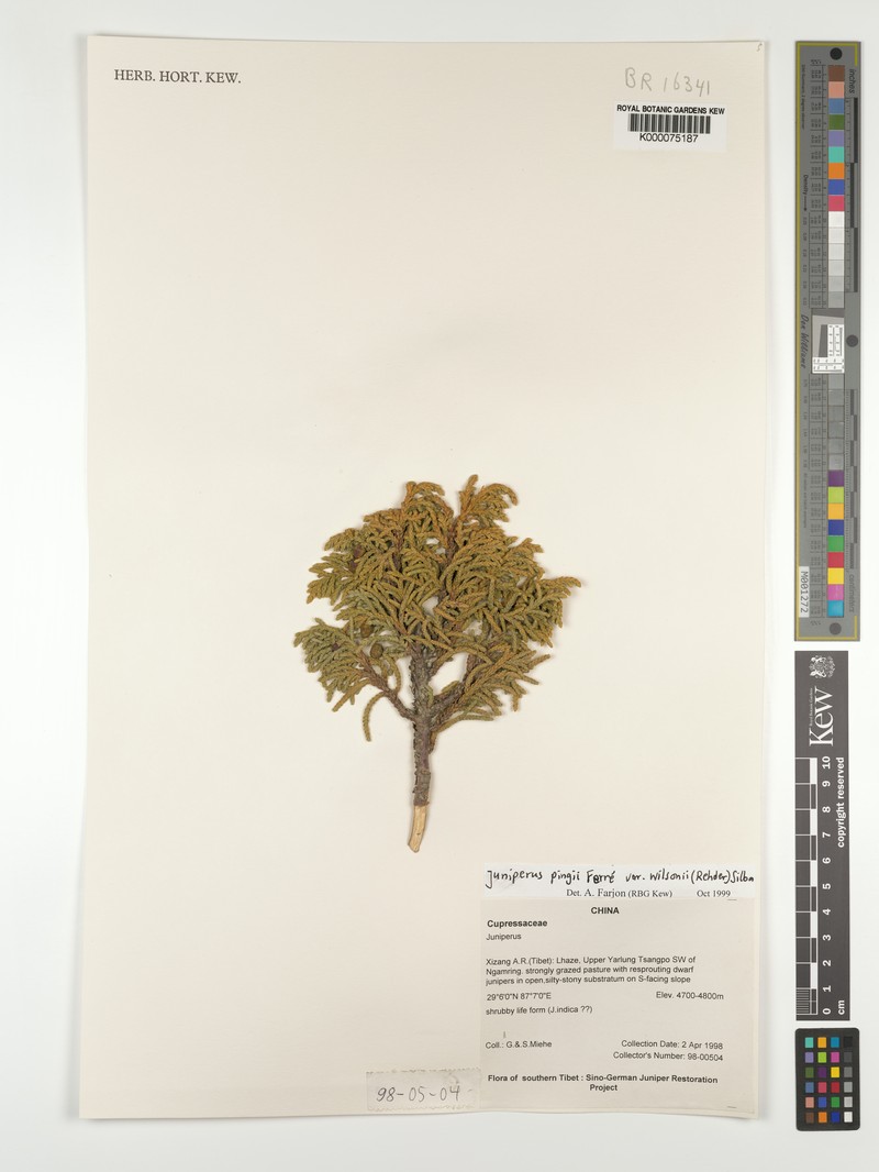 Juniperus pingii var. wilsonii photo 4