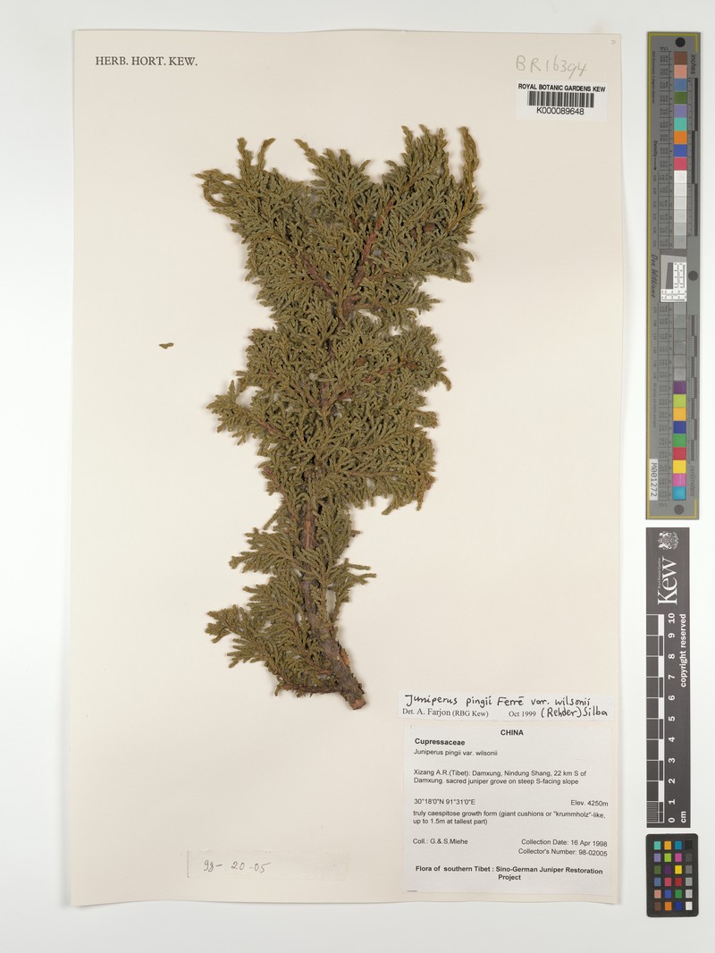 Juniperus pingii var. wilsonii photo 5
