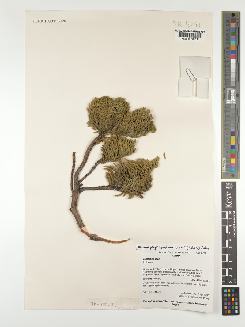 Juniperus pingii var. wilsonii photo 6