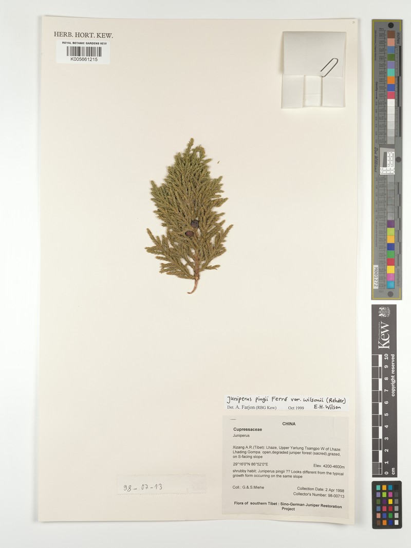 Juniperus pingii var. wilsonii photo 7